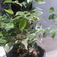 فروش  بنجامین ابلغ  و بلک  و یوکا  تنه دار .رخ زده|گل و گیاه طبیعی|نشتارود, |دیوار