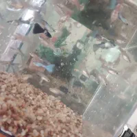 ماهی آکواریوم گوپی|ماهی|اهر, |دیوار