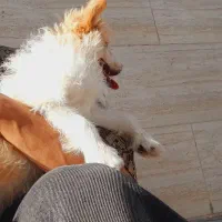 اشپیتز کراس میکس