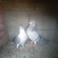 کبوتر در پرنده