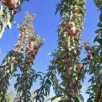 باغ|فروش خانه و ویلا|گلبهار, نوبهار|دیوار