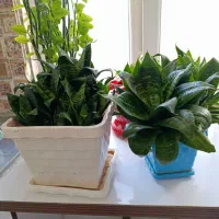 گل‌های آپارتمانی|گل و گیاه طبیعی|بهارستان, |دیوار