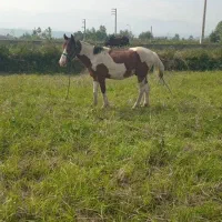 اسب نریان  ۶ سال اخته
