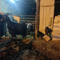 بز زایده|حیوانات مزرعه|مبارکه, |دیوار