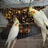 فروش یک جفت عروس هلندی سخنگو ، سالم ( مولد واقعی )