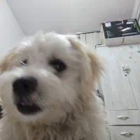 مژده سگم  گم کردم