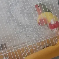 طوطی برزیلی