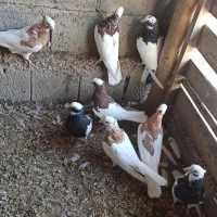 طوقی|پرنده|چهاربرج, |دیوار