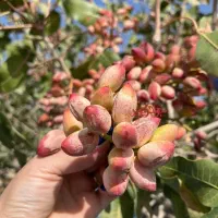 نهال پسته پیوندی دو ساله|حراج|میاندوآب, |دیوار