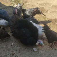 حیوانات مزرعه