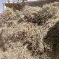 علف