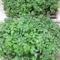 نشا گوجه ای گیلاسی