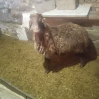 میش چاق کشتاری