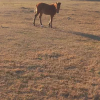 اسب ماده|اسب و تجهیزات اسب‌سواری|مشگین شهر, |دیوار