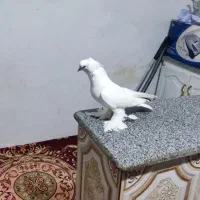 کفتر کاکلی پری|پرنده|تبریز, |دیوار