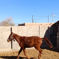 کره اسب|اسب و تجهیزات اسب‌سواری|فیروزه, |دیوار