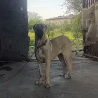 واگزاری ماده کانگال