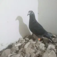 جوانه نر سوسکی بزک 500|پرنده|تربتحیدریه, میدان مرکزی|دیوار