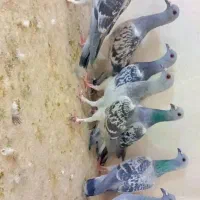 کفتر‌شامی|پرنده|یزد, |دیوار