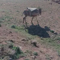 الاغ فروشی