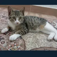 گربه گمشده|حیوانات|رشت, ساغری سازان|دیوار