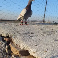 اوقون نر|پرنده|تربت جام, جامرود|دیوار