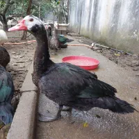 غاز و اردک موسکویی|حیوانات مزرعه|چابکسر, |دیوار