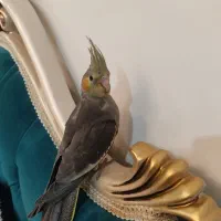 عروس هلندی دستی