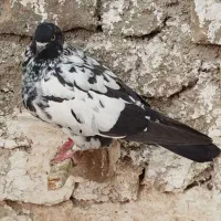 معاوضه با کفتر جفتی توی آلمانی پریدن از جوجگی|پرنده|شیروان (خراسان), |دیوار