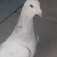 سک جفت کله سار نر