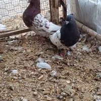 1000 یک میلون تومان|پرنده|زرین دشت (فارس), |دیوار