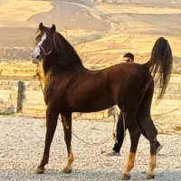 استخدام کارگر