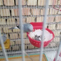 کبوتر الماسی زینتی ریز جثه تزئینی|پرنده|نی‌ریز, |دیوار