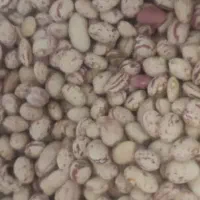 لوبیا چیتی درجه یک تازه|خوردنی و آشامیدنی|شیراز, آزادی|دیوار