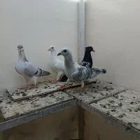 تعدادی جوجه کفتر