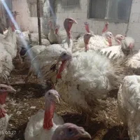 فروش بوقلمون بیوتی ۶