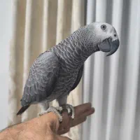 جوجه کاسکو