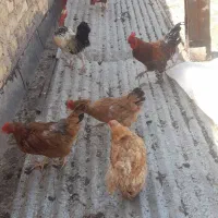 فروش جوجه مرغ و خروس رسمی|حیوانات مزرعه|قم, جمکران|دیوار