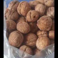 گردو