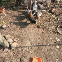 جوجه|حیوانات مزرعه|اسالم, |دیوار