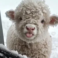 مطمئن جایگاه معتبر گوسفند بره زنده