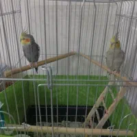 عروس هلندی