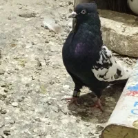 کفتر|پرنده|مشهد, امیرآباد|دیوار