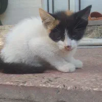 واگذاری رایگان بچه گربه|گربه|رودسر, |دیوار