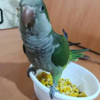 راهب سبر سخنگو