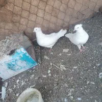 سفید چشم سفید کلاهی|پرنده|بم, |دیوار