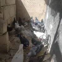 کبوتر . کفتر . بوم پرشی