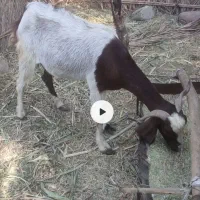 بز و شیشک