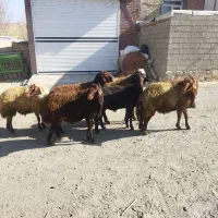 قوچ افشاری وه بره قوچ درجه یک