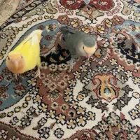 طوطی برزیلی